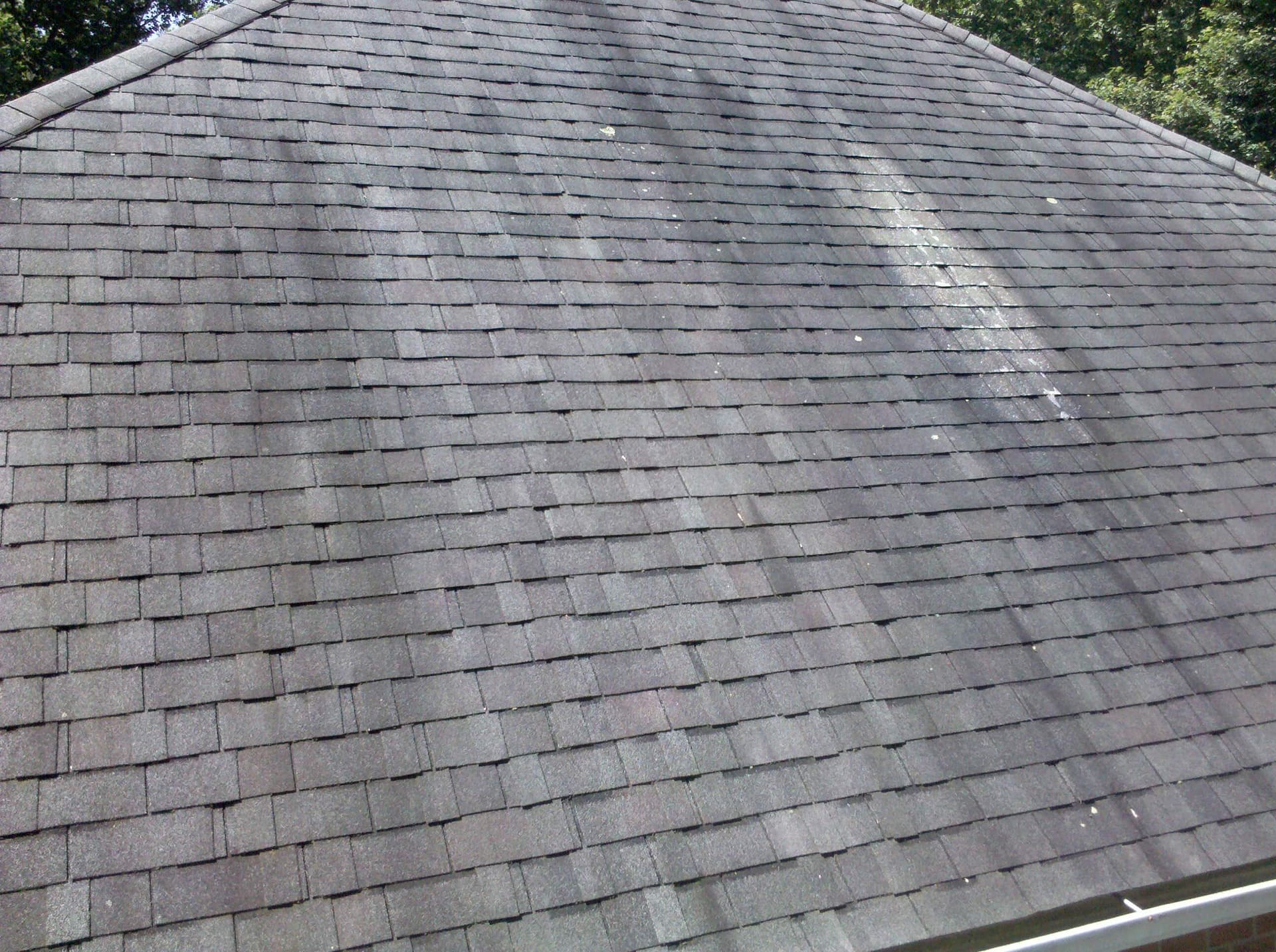 Why Moss and Algae Grow on Roofs in East Texas (And How to Prevent It)